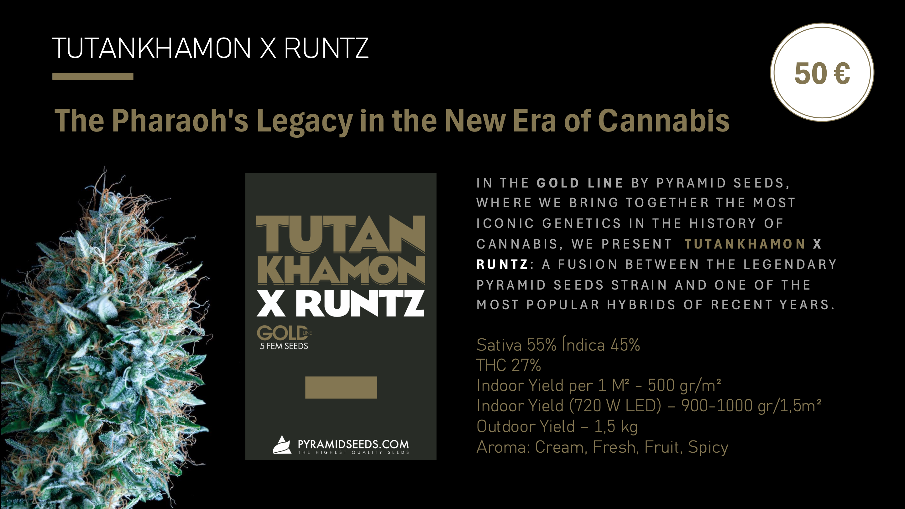 Tutankhamon X Runtz